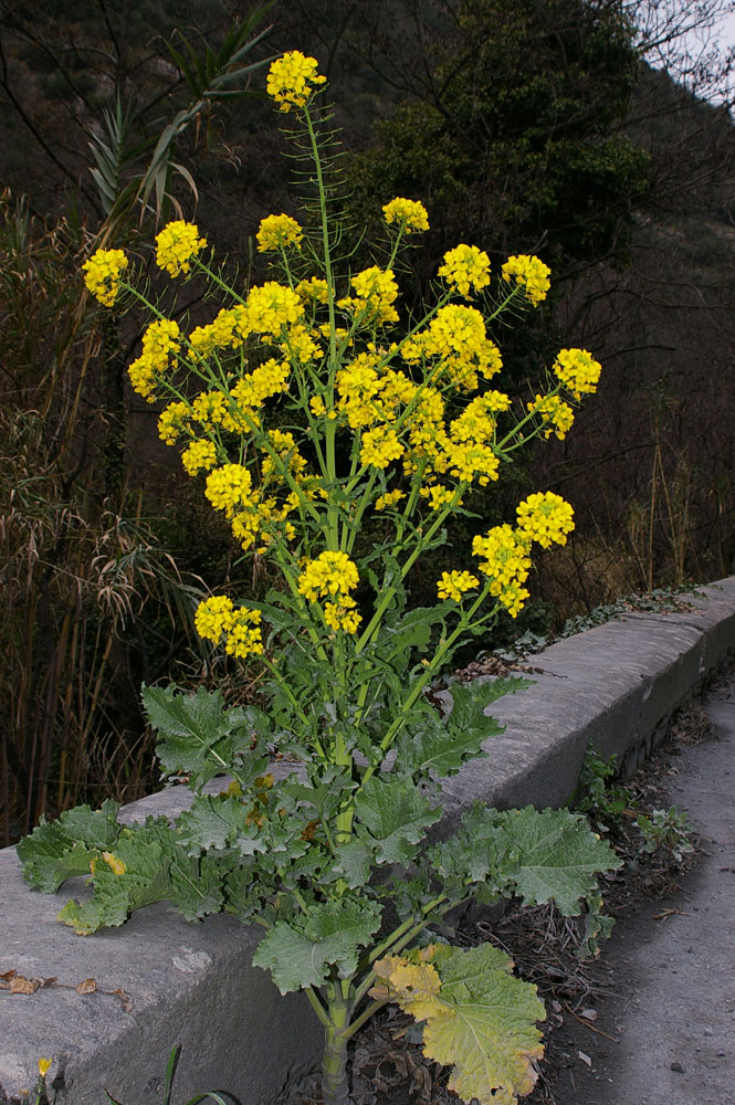 Crucifera a fiori gialli da identificare